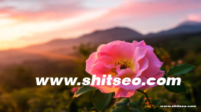 恩施网站SEO：提升本地企业网络可见性与市场竞争力