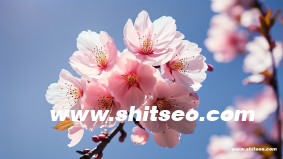 seo网站推广费用多少