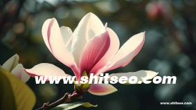 官网seo是什么意思