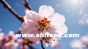 短视频seo什么意思