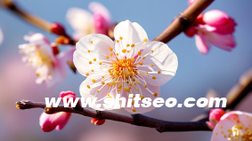 小红书代运营协议，明确双方权益，共筑优质内容
