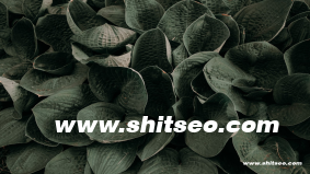 301跳转：SEO优化的核心策略之一