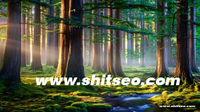 三门峡网络推广：助力企业在数字时代脱颖而出