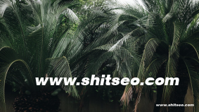 SEO优化营销：提升网站曝光与转化的关键策略