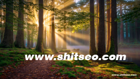 如何进行濮阳网络推广，提升企业的在线曝光与市场份额