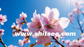 外贸seo推广