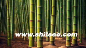 做好SEO的六个步骤