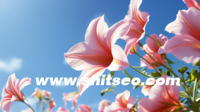 SEO优化：网站优化的错误观点!你犯了吗？