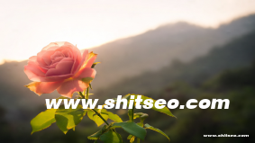 黄石网站SEO：提升本地企业竞争力的优化策略