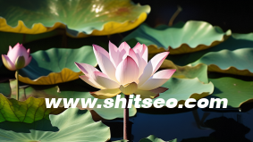 解答:现在的百度SEO到底该怎么做