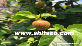 5042com域名的SEO优化价值分析及应用策略
