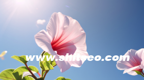 SEOer如何找高质量行业文章