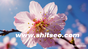 seo和sem各自的优缺点有哪些?