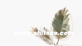 Becom域名的潜力分析及应用价值