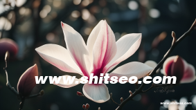外贸seo是什么意思