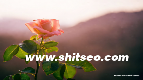 咸宁网站SEO：提高企业在线可见性与竞争力