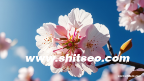 视频网站怎么引流