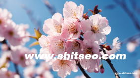 seo短视频网页入口引流方法是什么