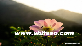 黄石网站优化：提升企业网站表现的有效策略