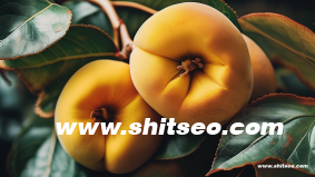 SEO网站推广专员是什么