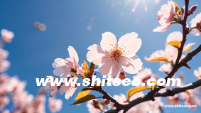 跨境电商虾皮是什么意思