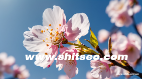 seo短视频网页入口营销