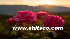 随州网站SEO：提升企业网络曝光和搜索排名的有效策略