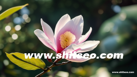 百度seo是什么意思