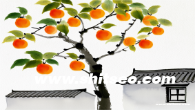 yw172域名的SEO价值：为何这个域名适合提升网站排名