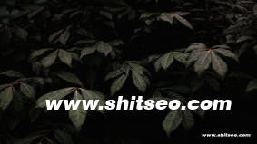 JIZZBBW域名解析：潜在市场价值与SEO优化策略