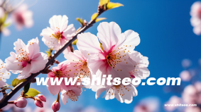 短视频seo是什么