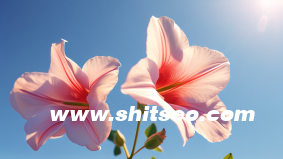 seo学习的窍门是什么