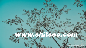SEO推广软件：优化网站排名的高效工具