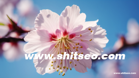 SEO站内手段有哪些