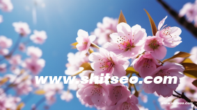 seo外贸推广怎么做