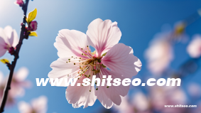 seo关键词有哪些类型分类
