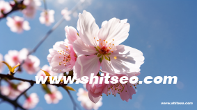 短视频seo营销