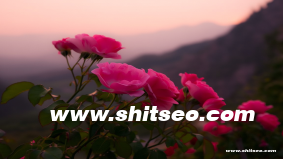 鄂州网站SEO：提升企业在线可见度与市场竞争力的策略